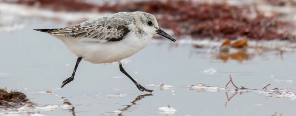 Saint-Brevin : une sortie gratuite pour observer les oiseaux migrateurs le 10 octobre