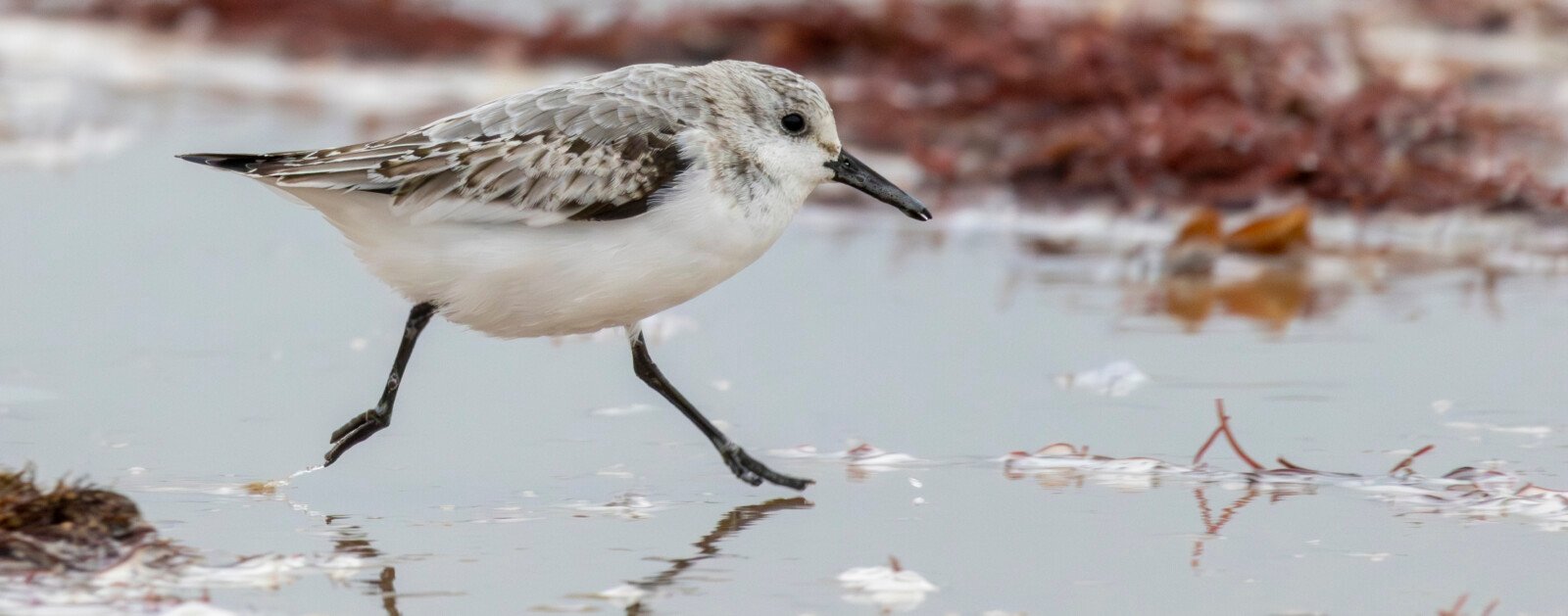 Bécasseau sanderling sur une plage de la côte atlantique