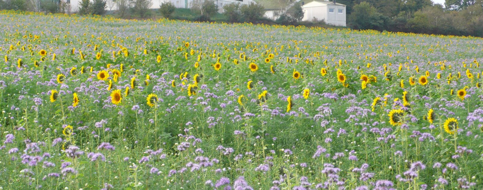 Paysage agricole à Pierric en Loire-Atlantique