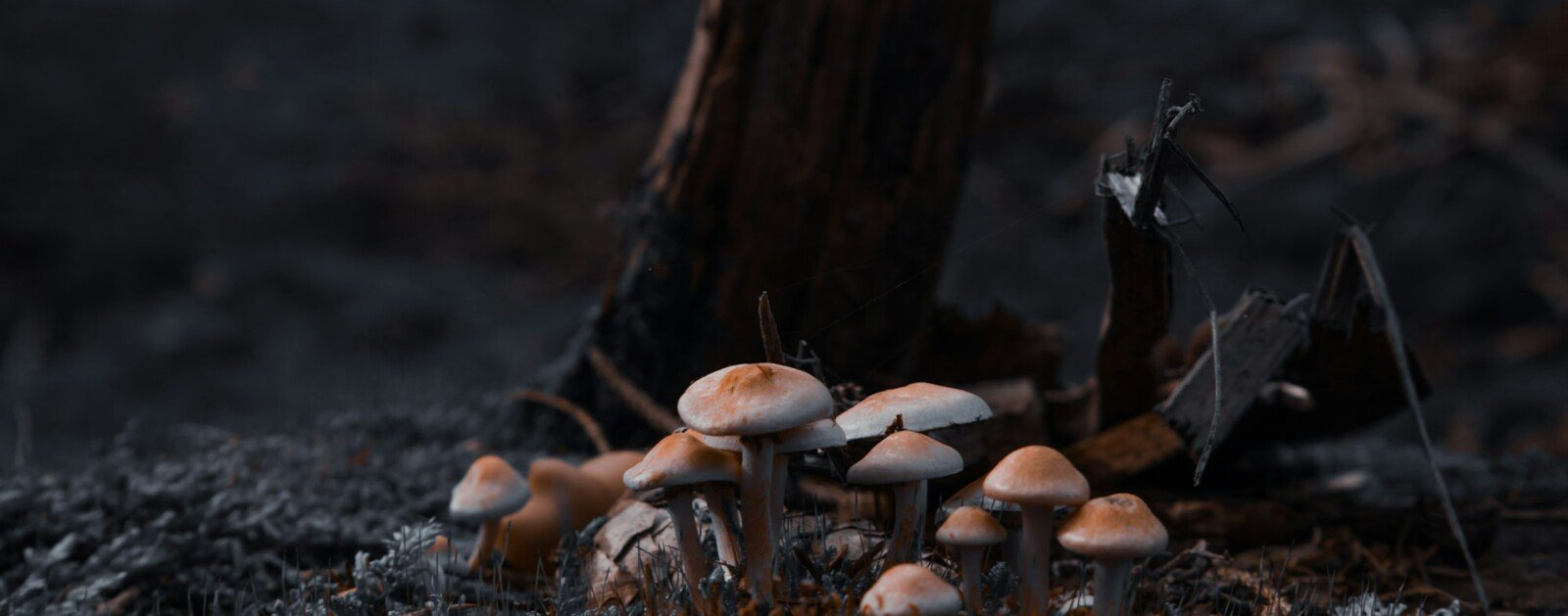 Champignons orangés poussant sur une souche en forêt, photographie d'illustration mycologique
