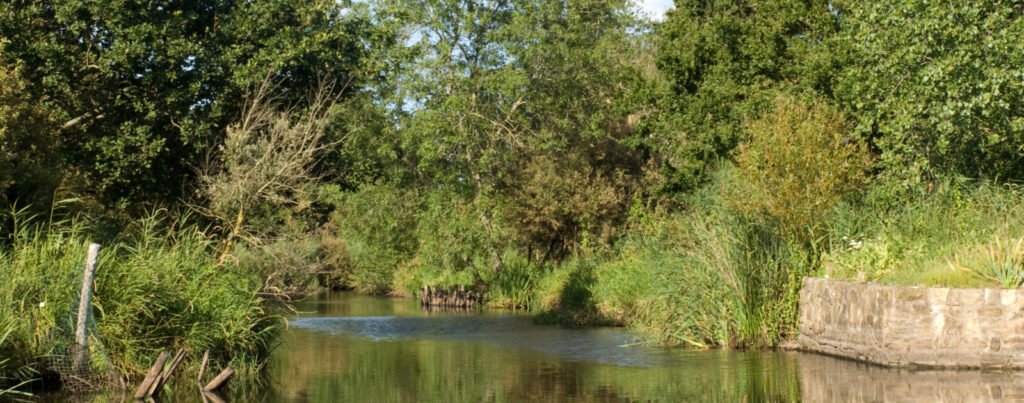 Brière : pourquoi les archéologues fouillent la mémoire des marais pendant leur curage