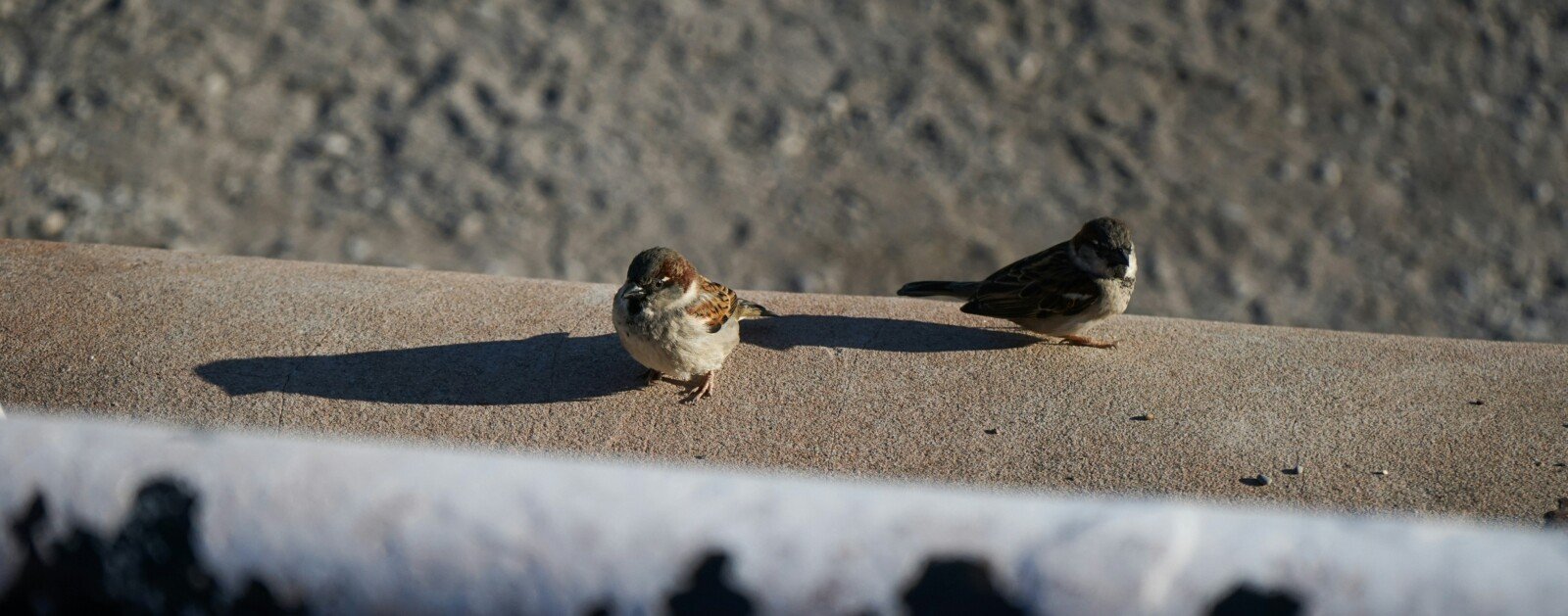 Deux oiseaux perchés, illustration de l'observation ornithologique à Clisson