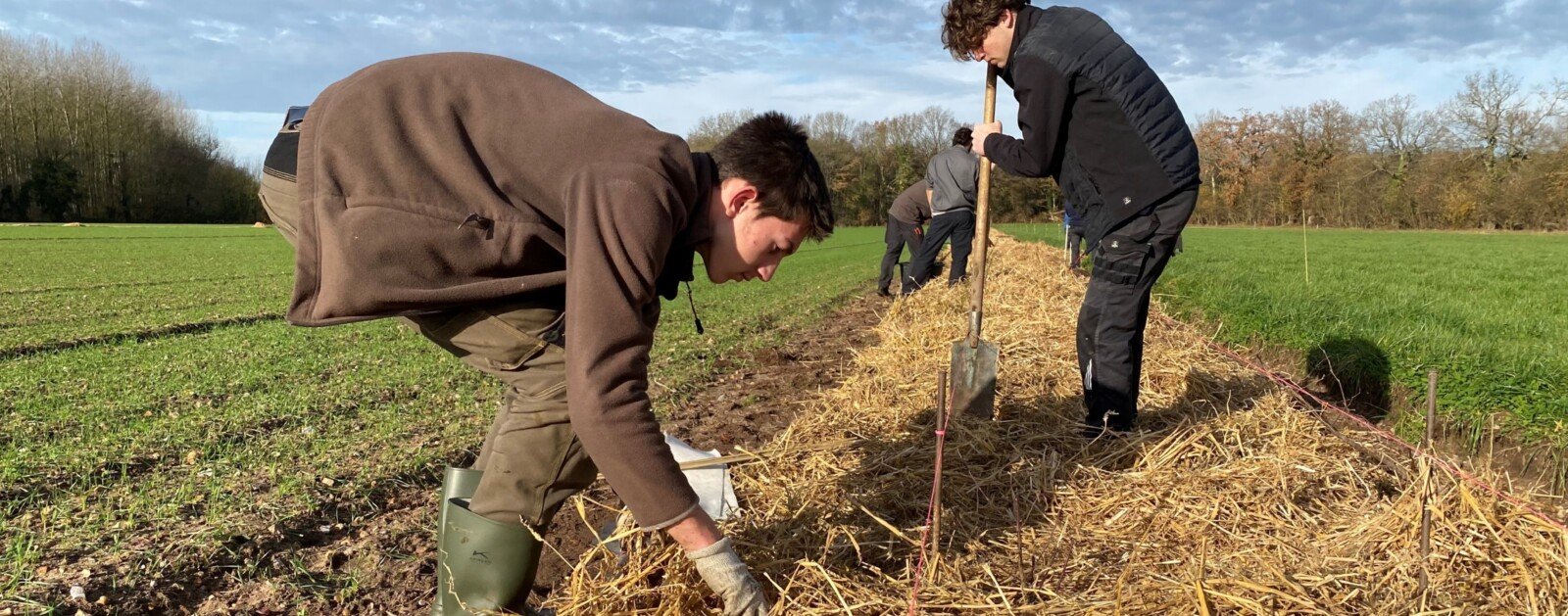 Plantation de jeunes arbres et arbustes destinés à constituer une haie dans un espace agricole