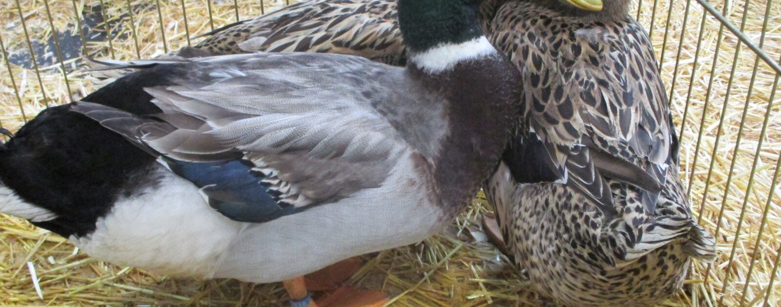 Canard domestique présenté au Salon international de l’agriculture