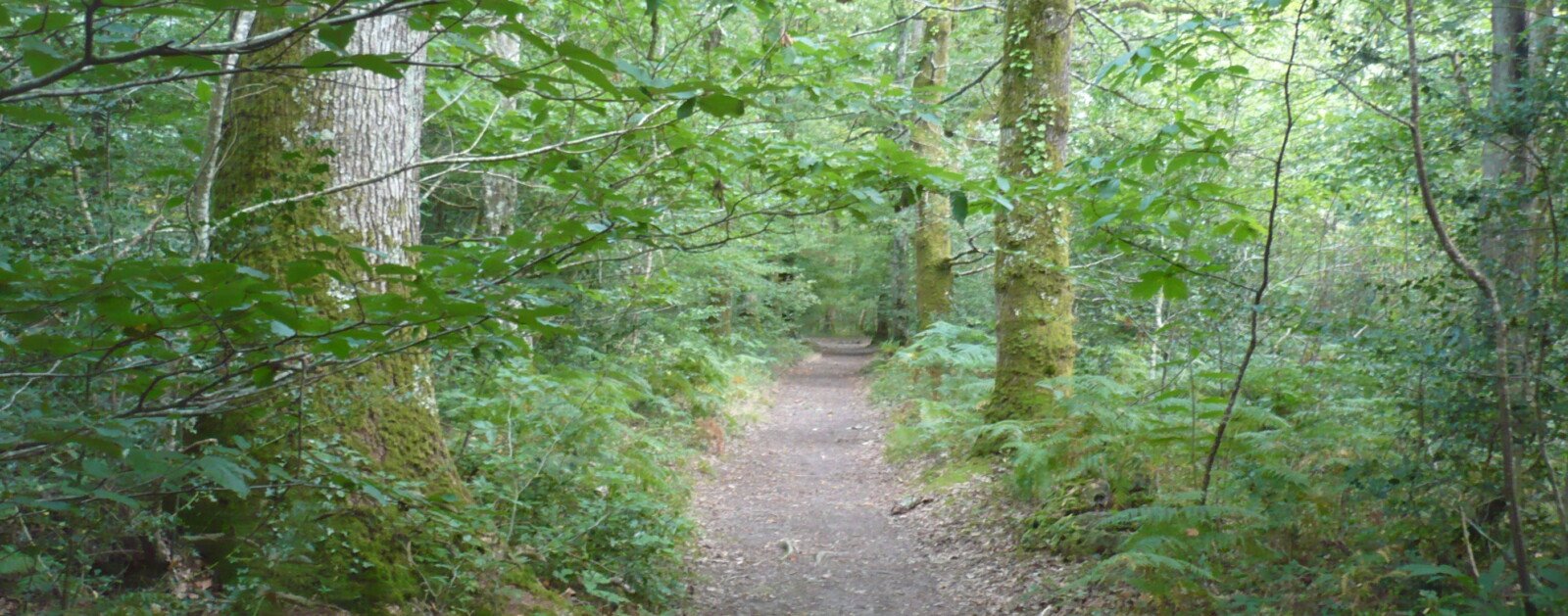 Chemin dans la forêt de Touffou, en Loire-Atlantique, photographie d'illustration des enjeux de gestion forestière