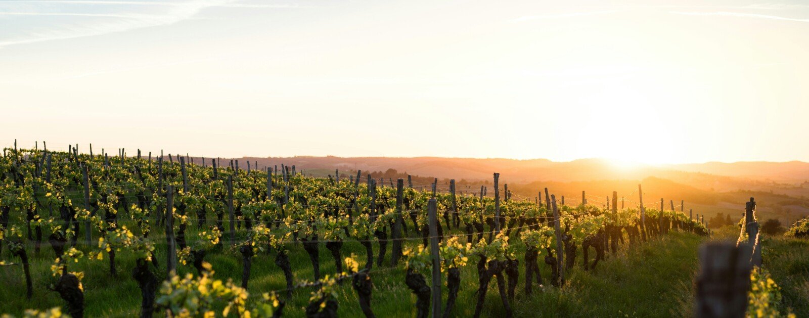 Rangs de vignes dans un vignoble, photographie d'illustration pour les cent ans du Muscadet