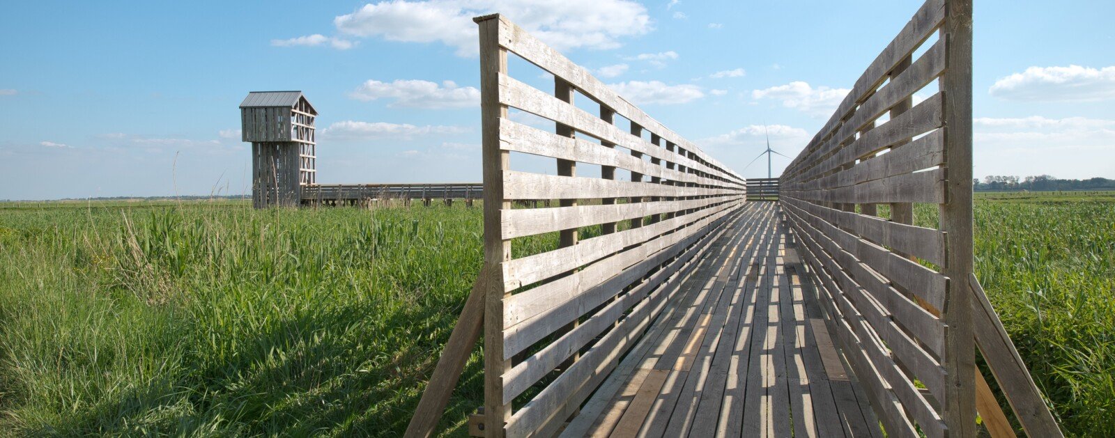Passerelle en bois reliant l'Observatoire de Tadashi Kawamata aux roselières de Lavau-sur-Loire, photographie d'archive