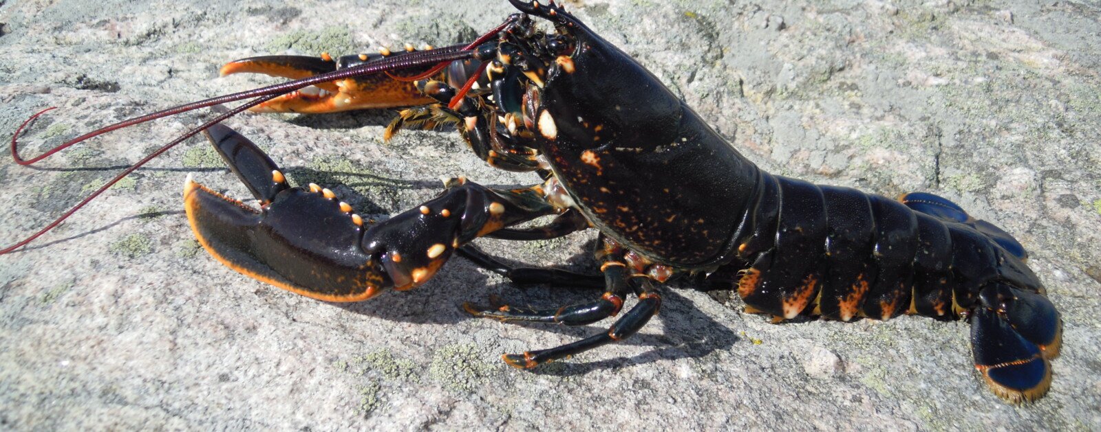 Homard européen photographié en milieu marin, espèce concernée par le lâcher au Croisic