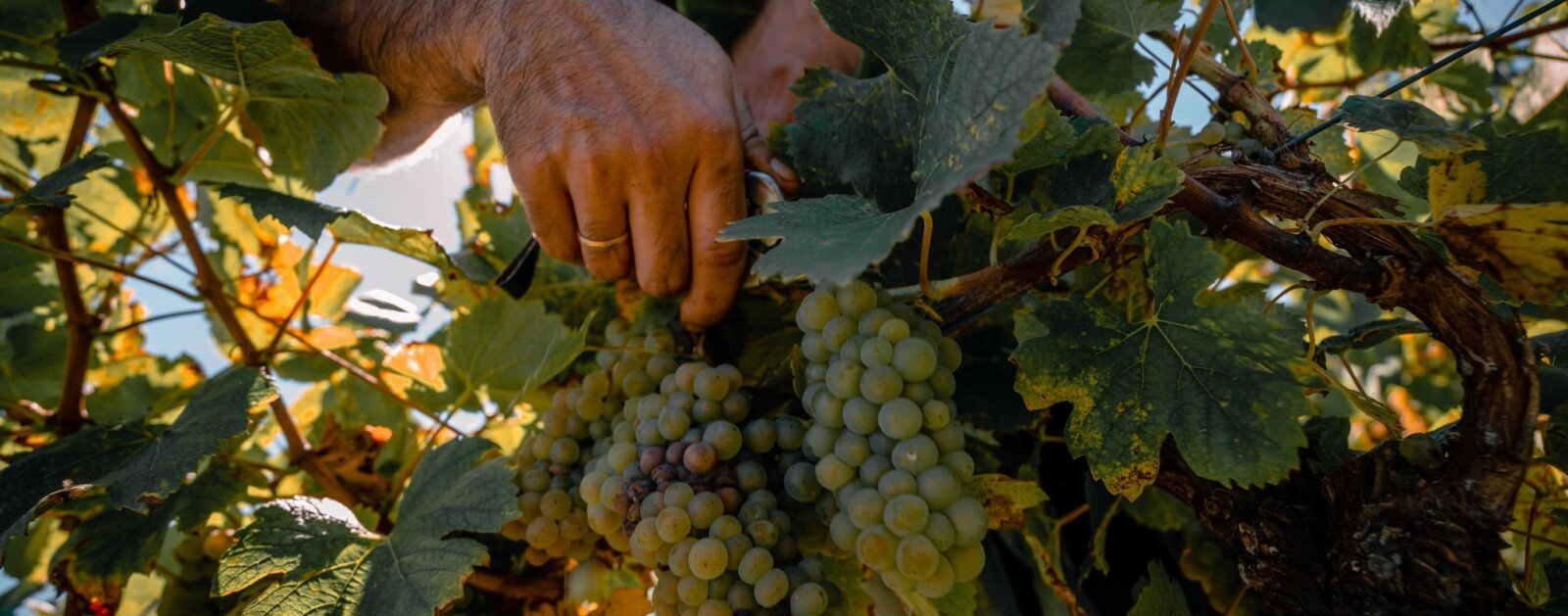 Vendanges dans un domaine viticole de Loire-Atlantique