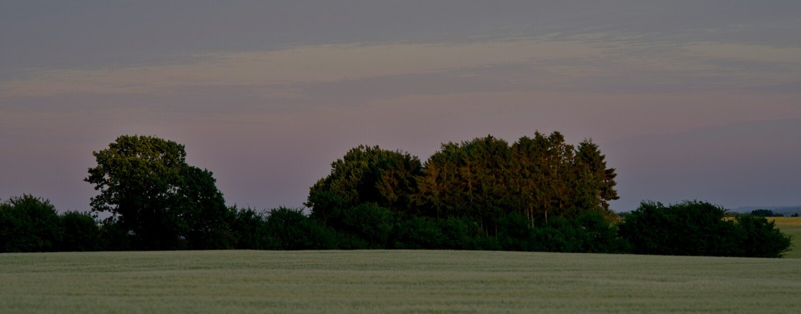 Arbres et haies bordant des champs, photographie d'illustration du bocage