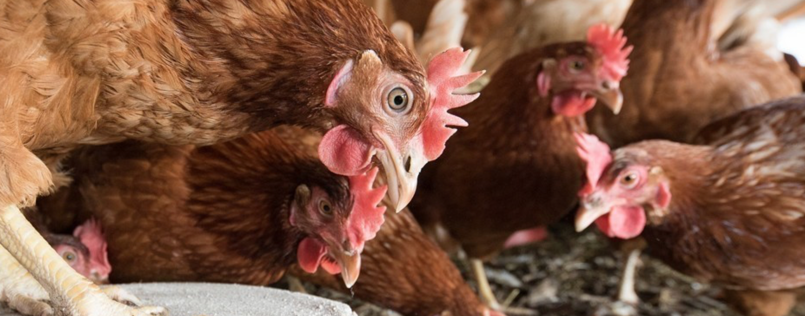 Photographie d'archive de l'opération Poule Pour Tous organisée à Montbert en octobre 2025