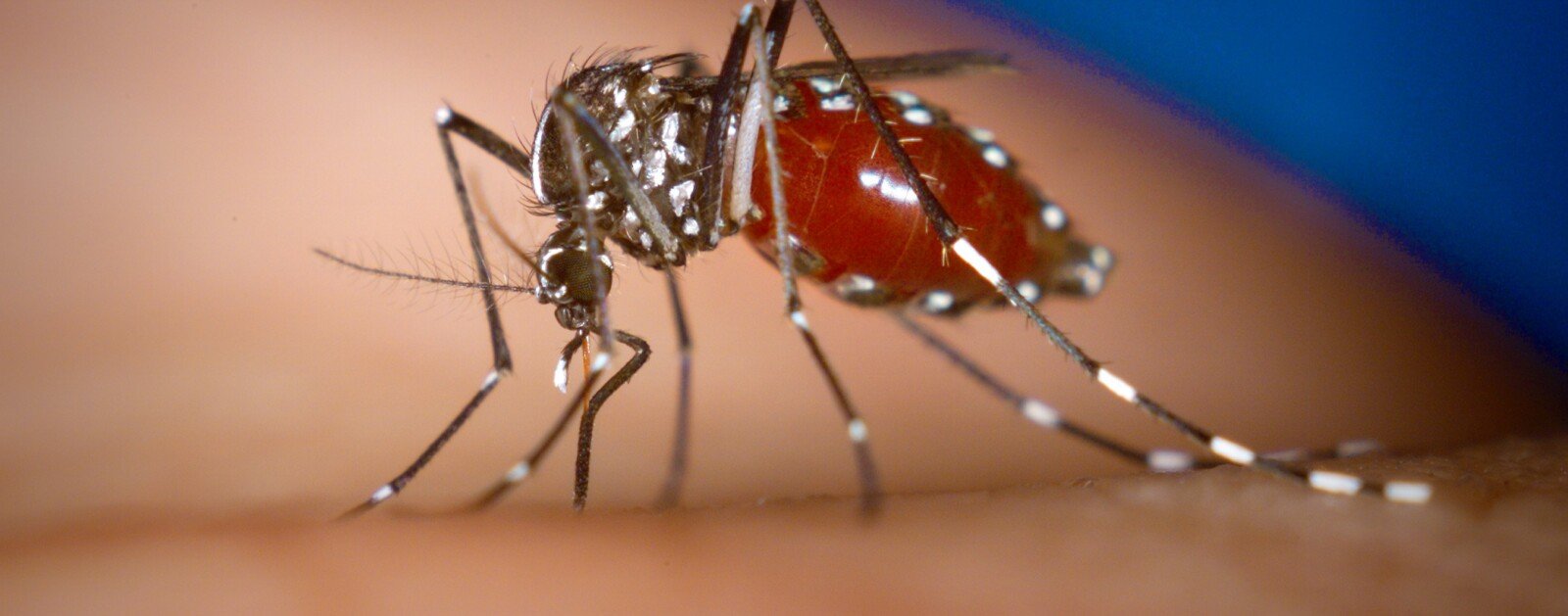 Moustique tigre Aedes albopictus observé en gros plan, identifiable à ses rayures noires et blanches
