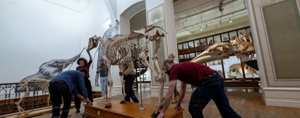 Muséum de Nantes : comment les grands squelettes sont préparés pour leur déménagement