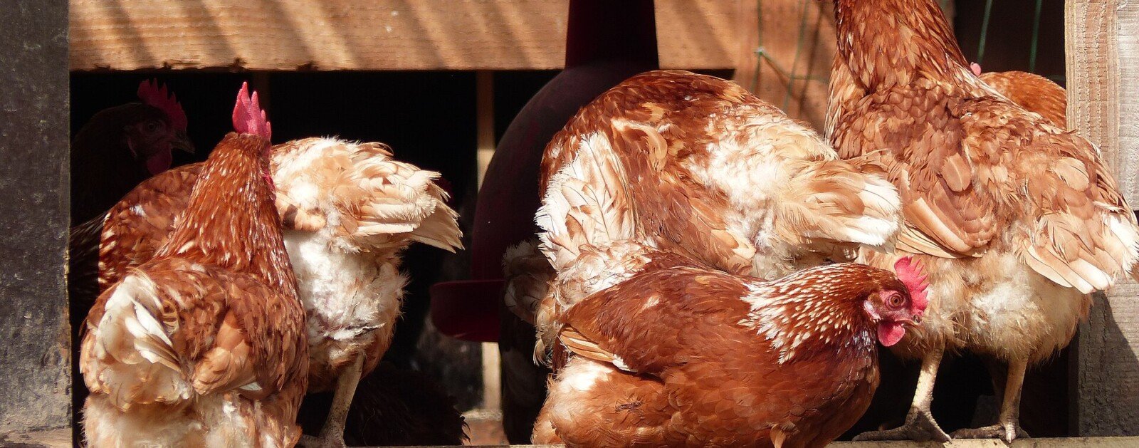 Poules pondeuses en élevage avec accès extérieur à Bailleul-Neuville en Normandie, photo d'illustration sans lien avec Les Œufs Geslin