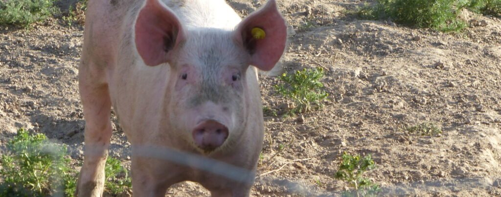 Pays de la Loire : le prix du porc chute, les éleveurs du Grand Ouest alertent