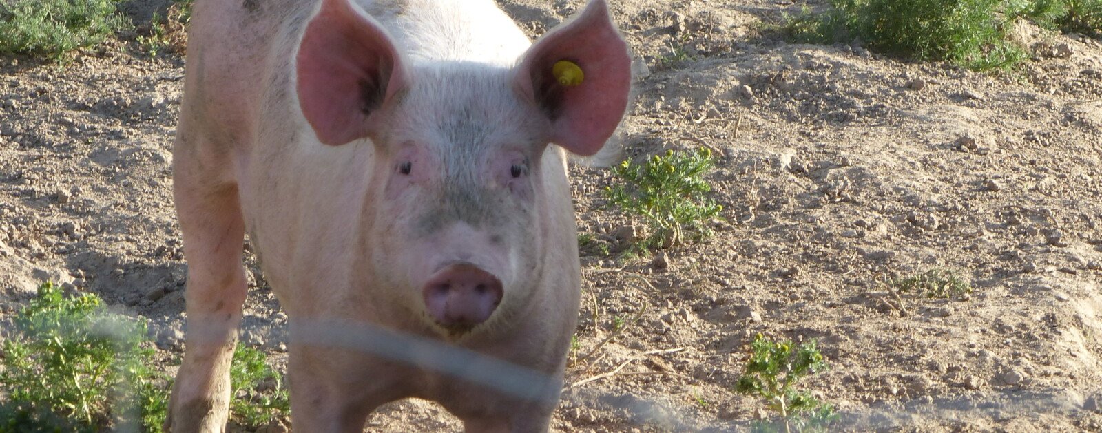 Porcs biologiques élevés en plein air à Lanouée dans le Morbihan, photographie d'archive datant de juin 2021