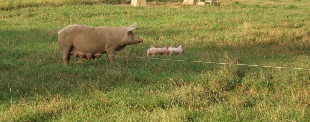 Pays de la Loire : le prix du porc chute, les éleveurs alertent sur leurs marges