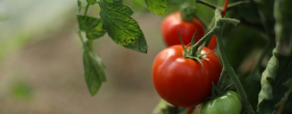 Le Pellerin : au Vieux Hangar, légumes bio et brebis nourrissent 150 familles