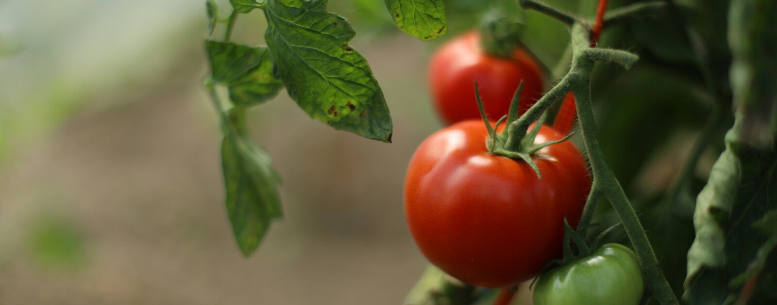 Grappe de tomates poussant dans une serre, illustration du maraîchage
