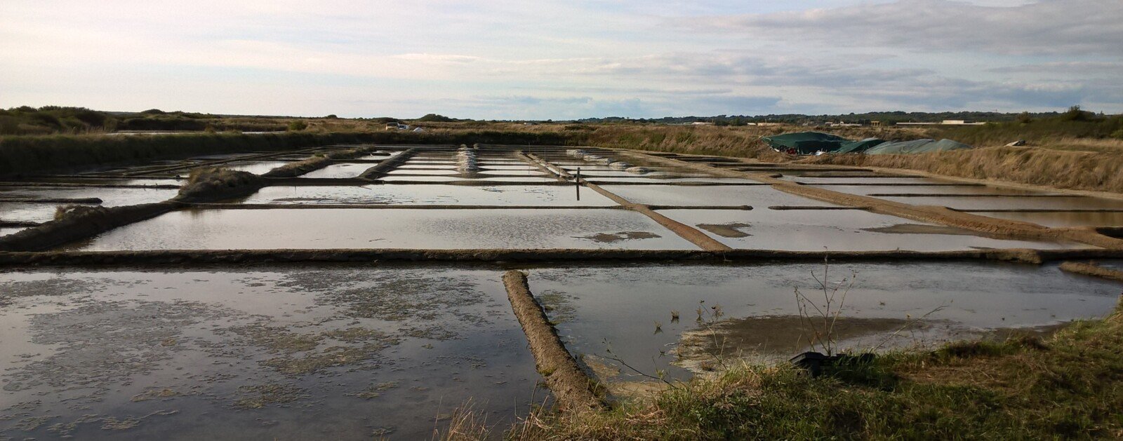 Marais salants de Guérande, paysage au cœur du livre Sacré Salé