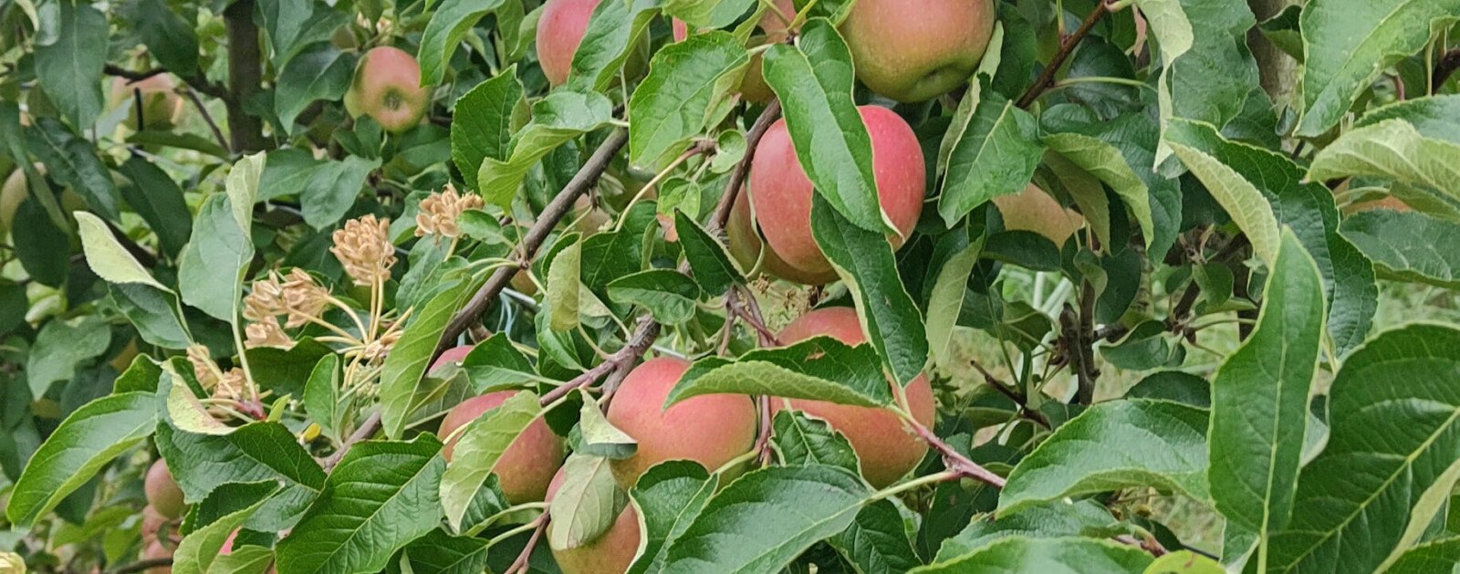 Photographie des pommes dans les vergers de la Ferme de la Chebuette à Saint-Julien-de-Concelles