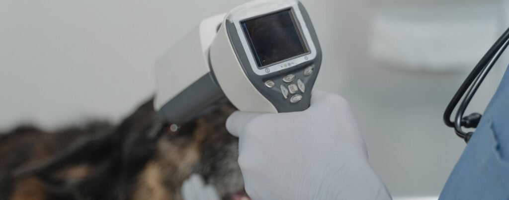 Saint-Nazaire : Immavet va ouvrir des urgences vétérinaires 24 h/24 avec scanner et IRM