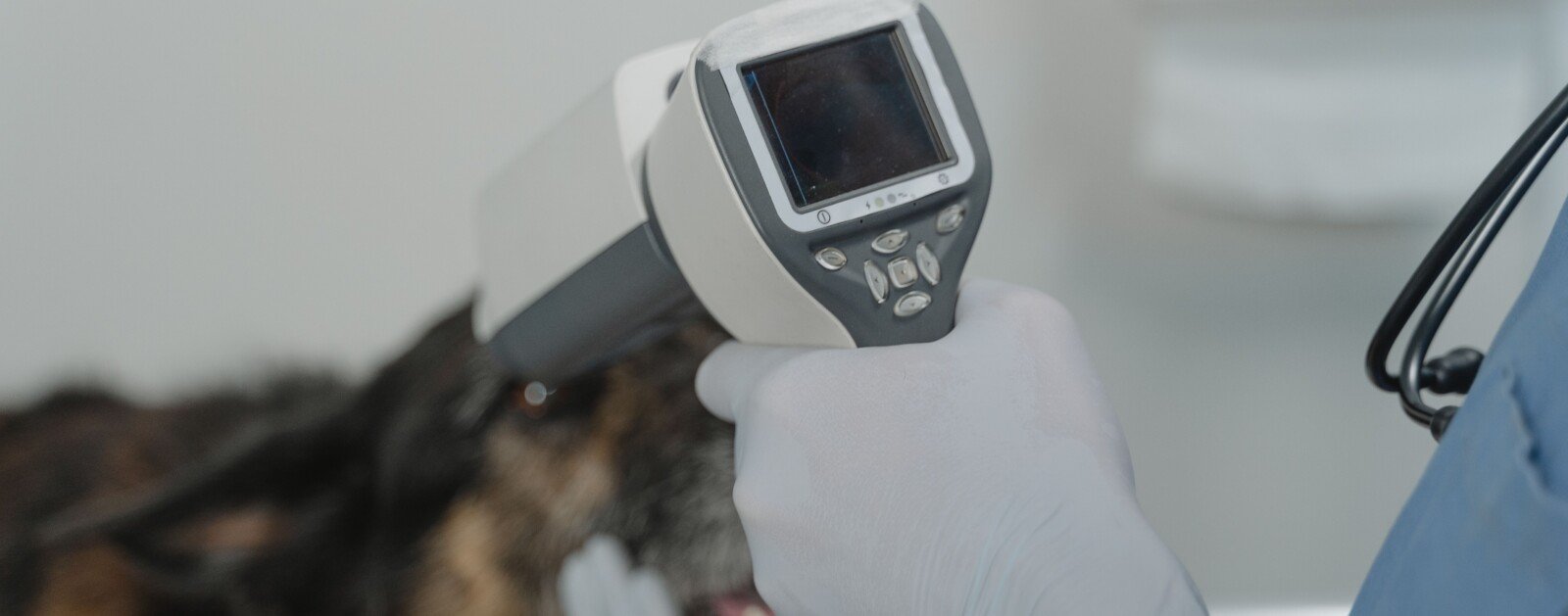 Vétérinaire examinant un chien avec un instrument de diagnostic