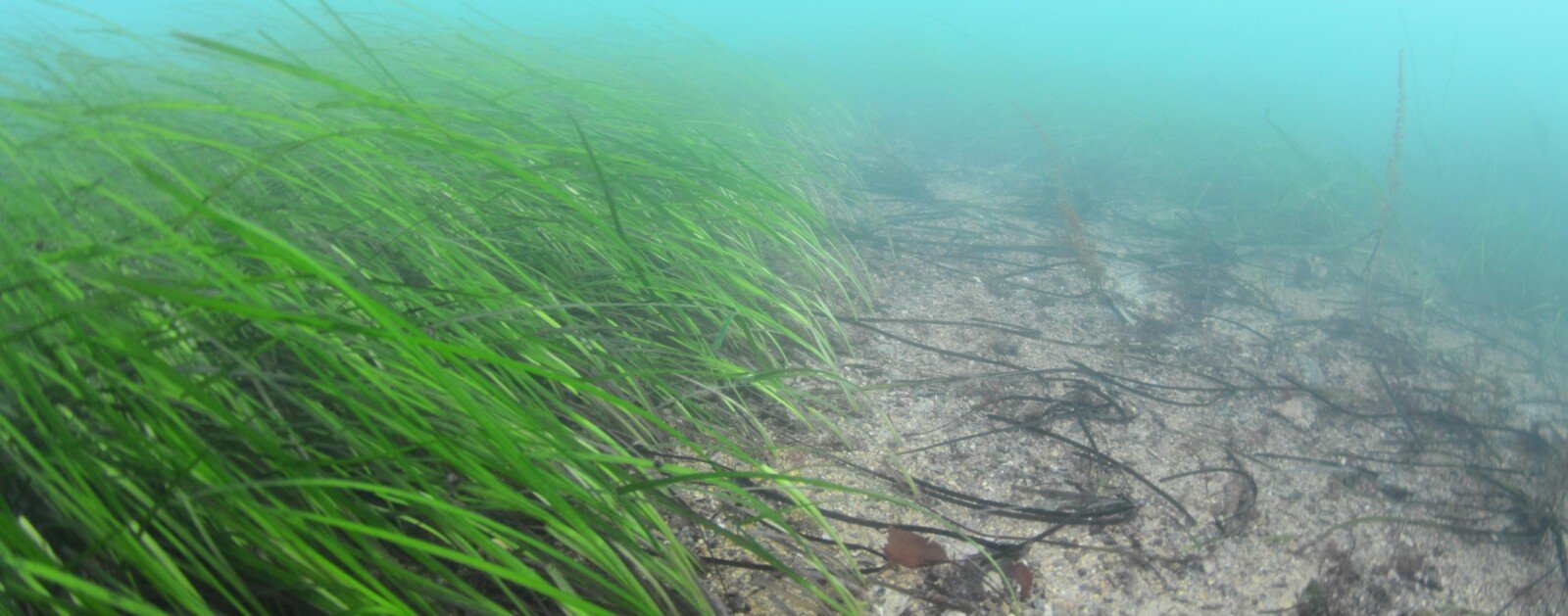 Photographie réelle d'herbiers de zostère marine, habitat visé par le projet ZoRRO44