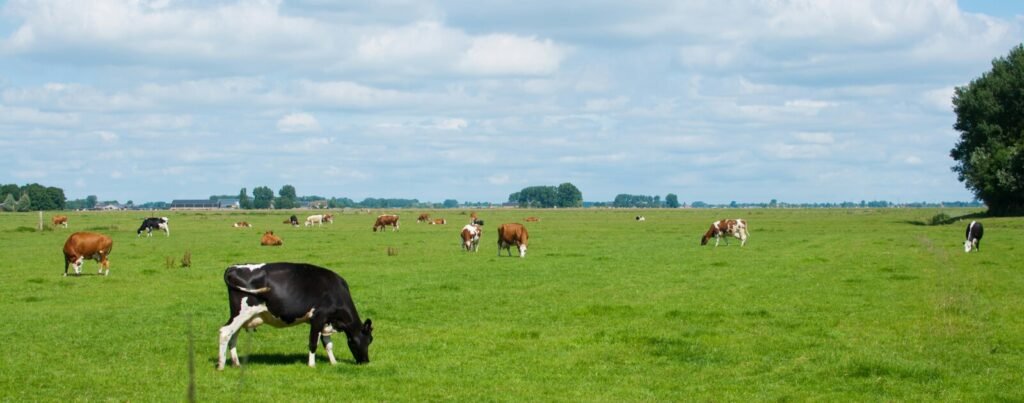 Pays de la Loire : Savencia rompt avec Les 3 Rivières, 330 éleveurs concernés