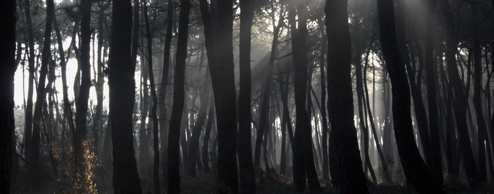 Forêt domaniale de Longeville-sur-Mer en Vendée, pins maritimes exposés aux risques climatiques