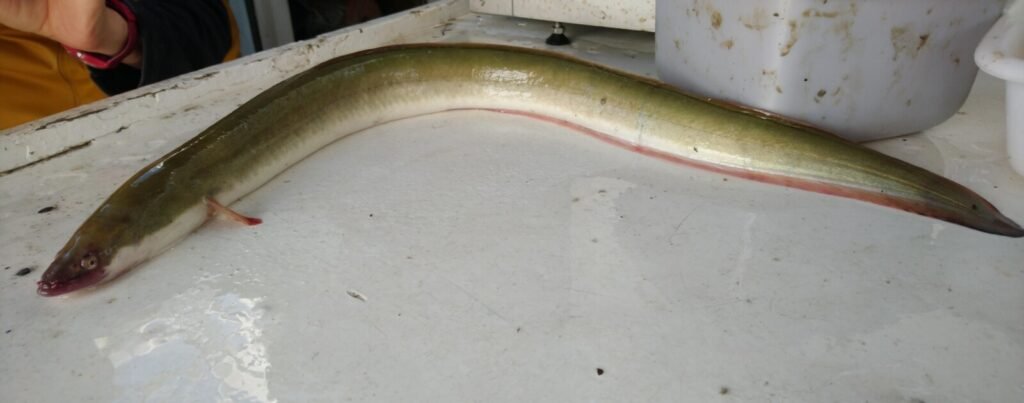 Vendée : la Fédération de pêche alerte sur la mortalité des anguilles après la sécheresse