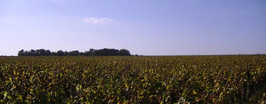 Vignoble nantais : malgré les crises agricoles, les exploitations cherchent toujours des bras