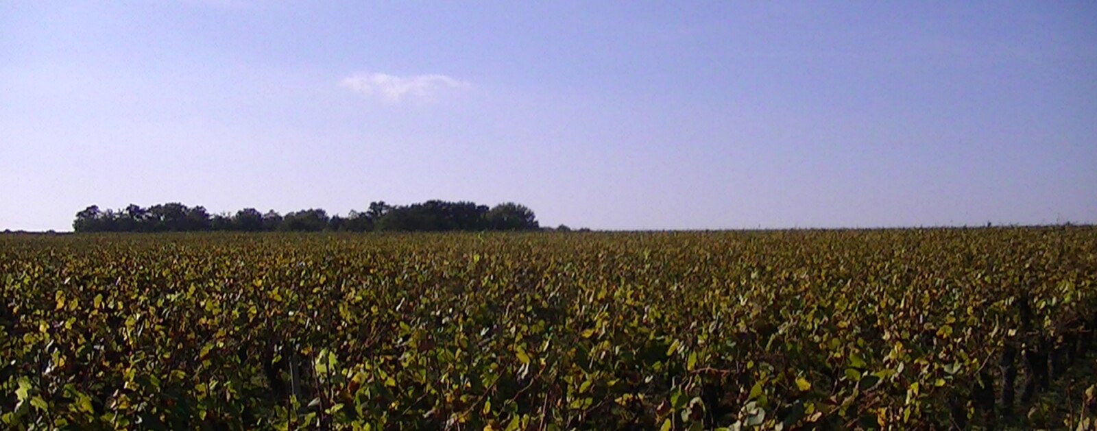 Vignes du Muscadet à Monnières dans le vignoble nantais