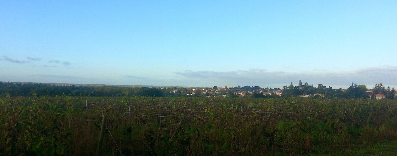 Paysage agricole du vignoble nantais vers Vallet, image d'illustration de l'agriculture locale